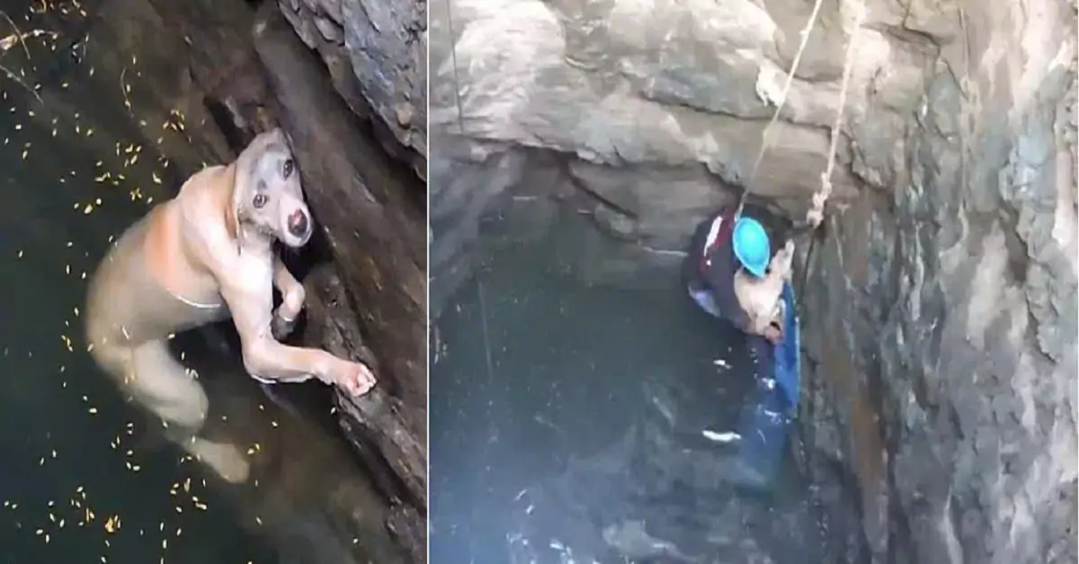 Rescued from despair: A dog’s miraculous journey to safety