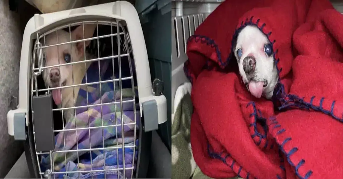 Heartwarming rescue mission: Saving 14 senior dogs after owner’s sudden death