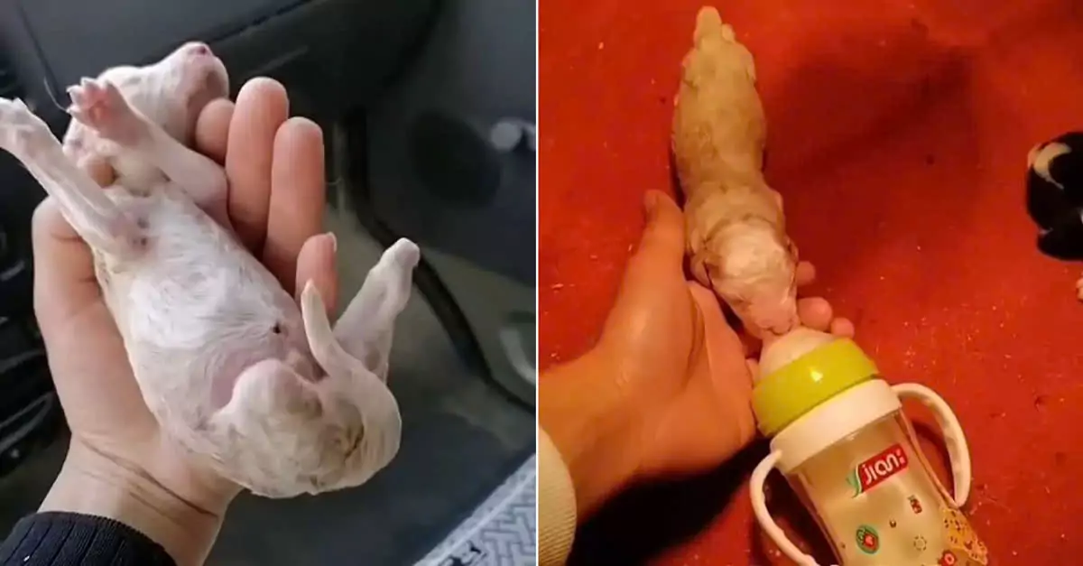 Heartwarming rescue: Newborn three-legged puppy finds love and a new family