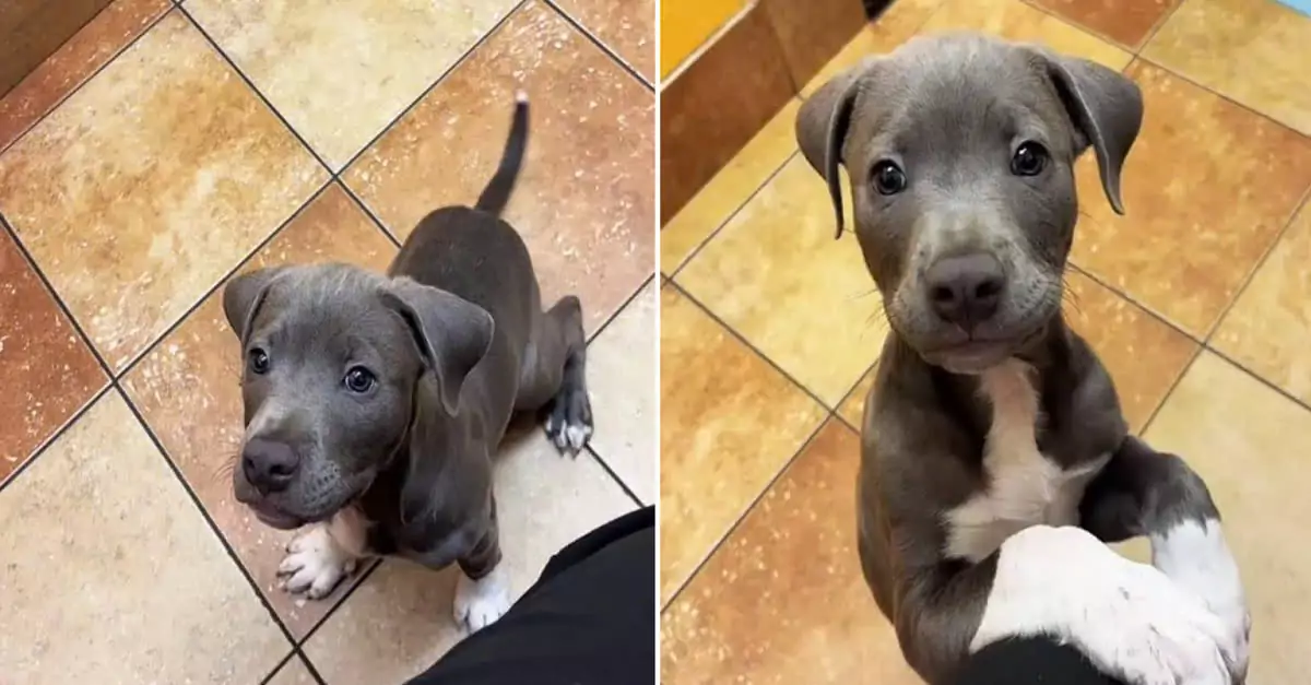Heartbreaking story: Atlanta vet tech devastated after abandoned puppy found after days