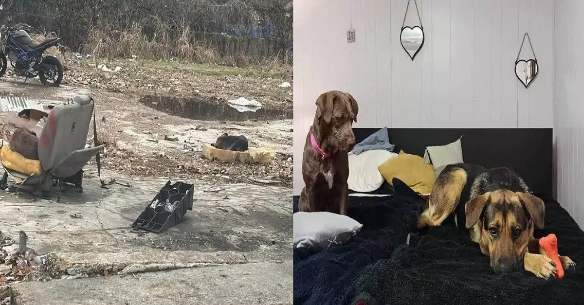 Heartwarming Rescue: Stray Dogs Find Forever Home After Surviving Harsh Winter