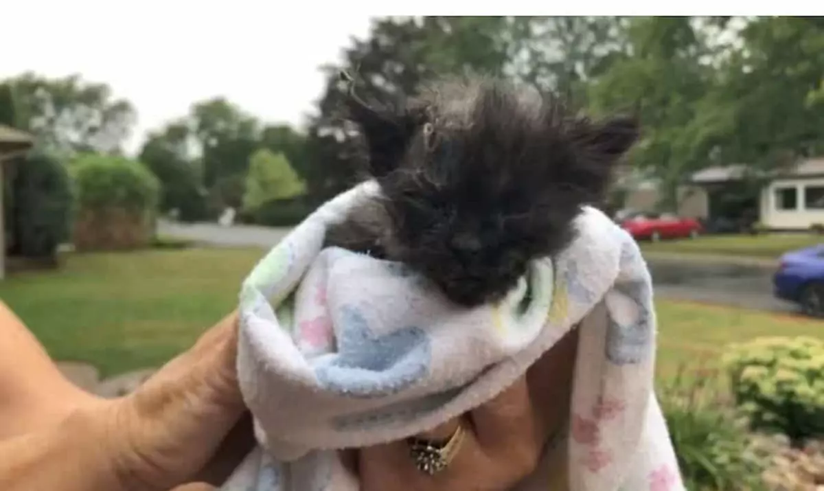 3-week-old kitten trapped in AR trailer fights for its life until rescuers arrive