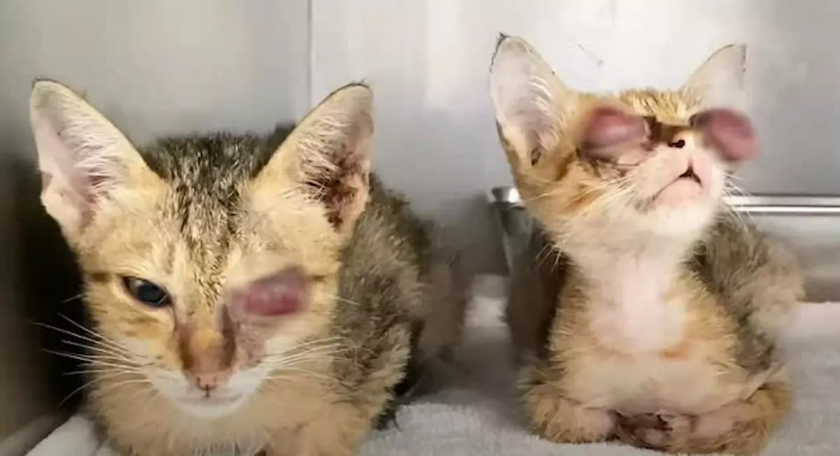Heartwarming rescue: Healing two blind cats