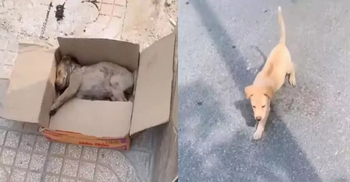 Heartwarming Rescue: Tiny Puppy Found Abandoned, Makes Miraculous Recovery