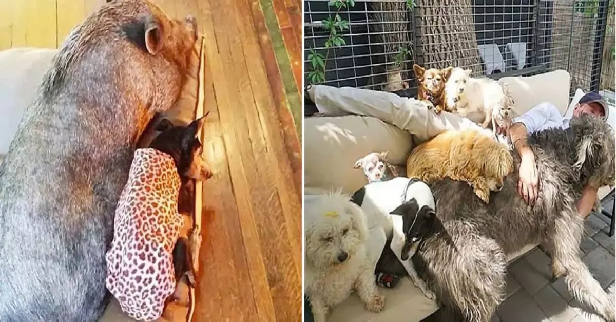 Heartwarming Story: Man Dedicates Life to Adopting Senior Dogs in Need of Homes