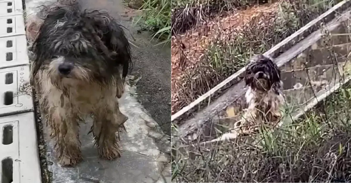 Rescued Dog Finds Hope After Months of Neglect