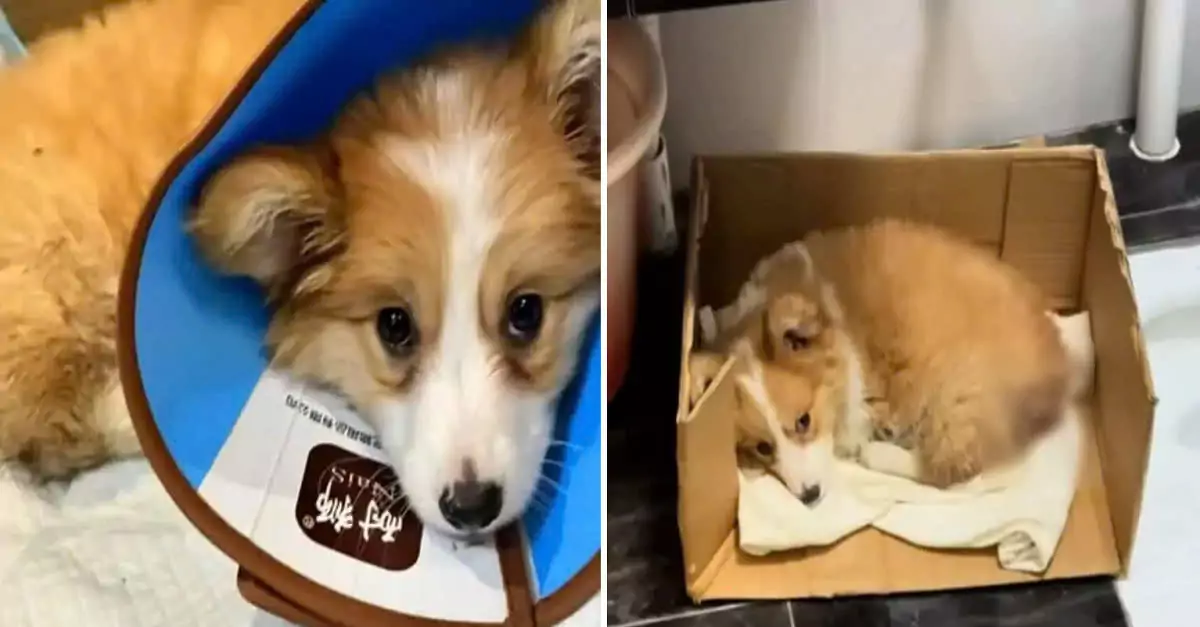 Abandoned Puppy Rescued from Construction Site Now Travels the World with a Heartwarming Smile