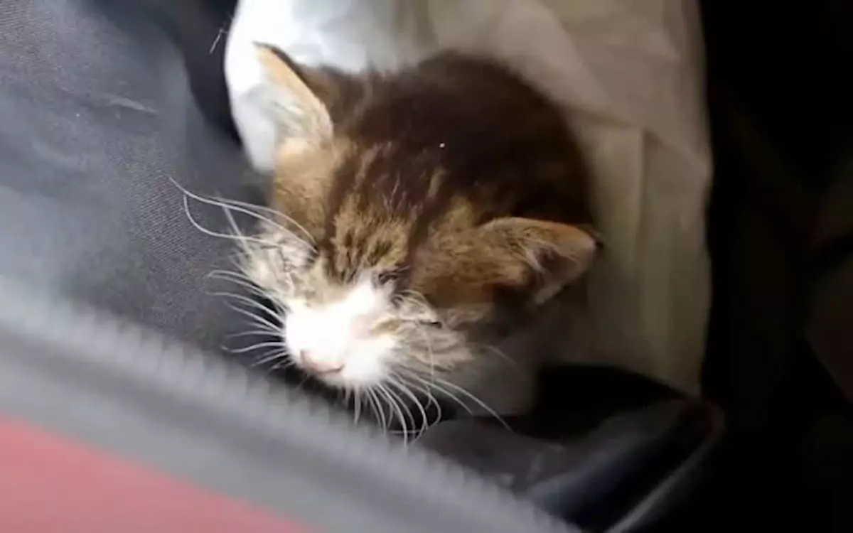 Blind and sickly, the kitten pleaded for help for days before a kind couple rescued it on the brink of death