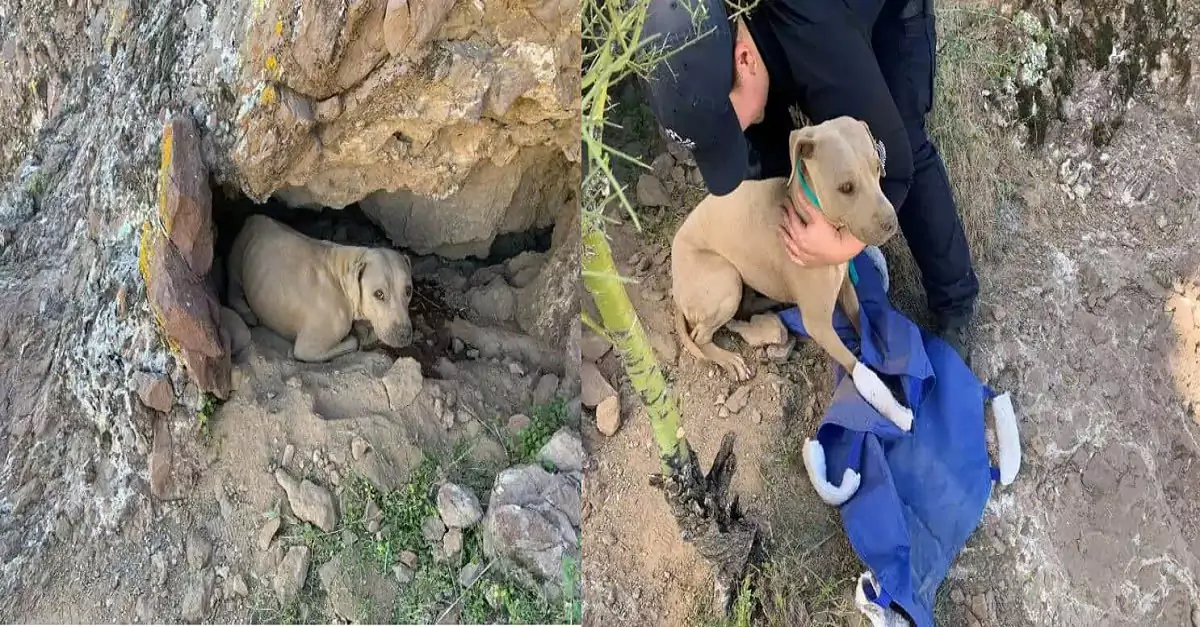 Miraculous Rescue: Hiker Discovers Abandoned Dog on Arizona Mountain