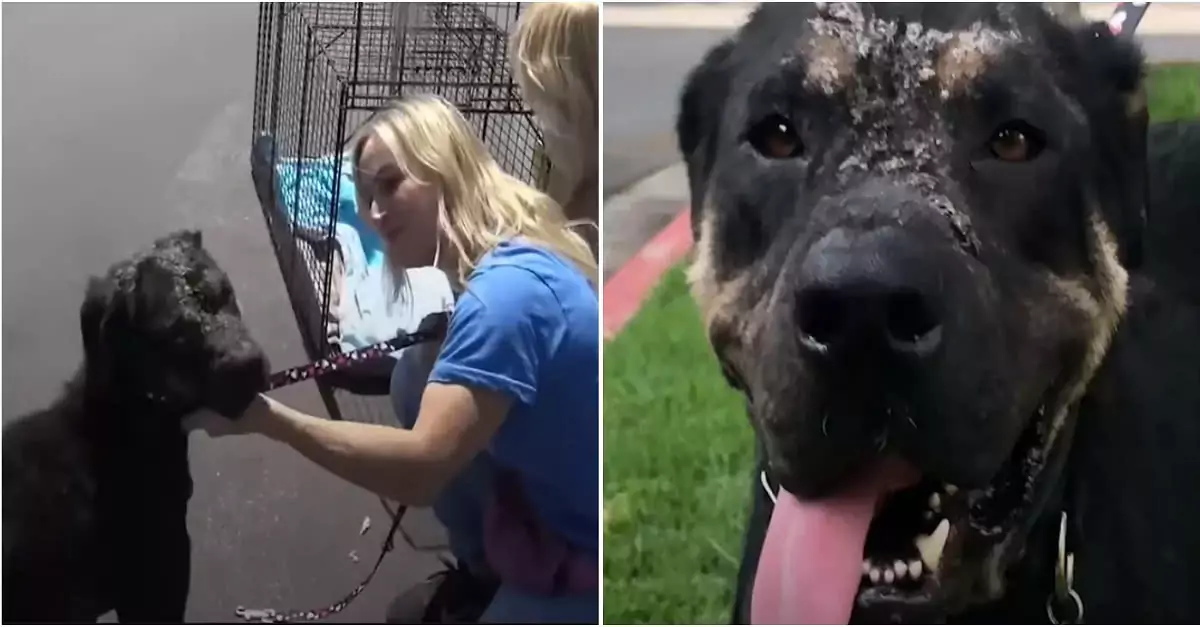 A stray dog barely able to stand found refuge on a woman’s porch—and with time, love, and care, blossomed into a stunning, joyful pup ‎