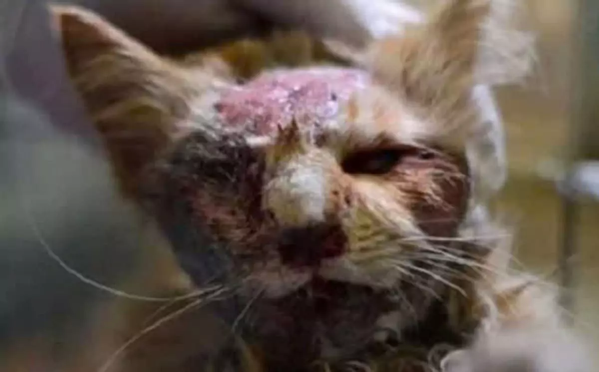 The kitten, who seemed to have no chance of survival due to a fractured skull, was unexpectedly lucky