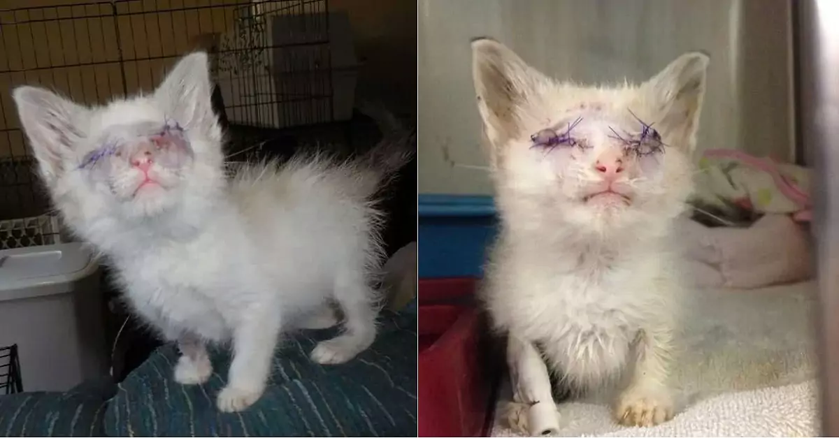 A sad story: the cat was rescued with both of its eyes torn