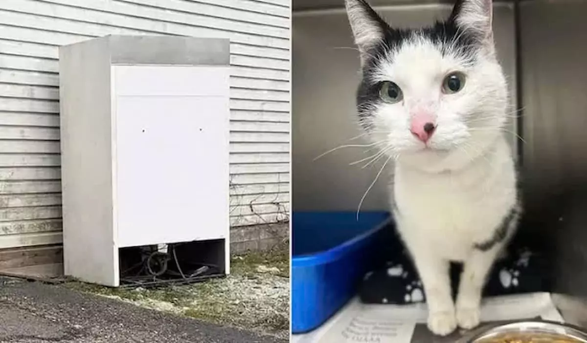 Rescuers saved a cat that had been confined to a trunk filled with gasoline