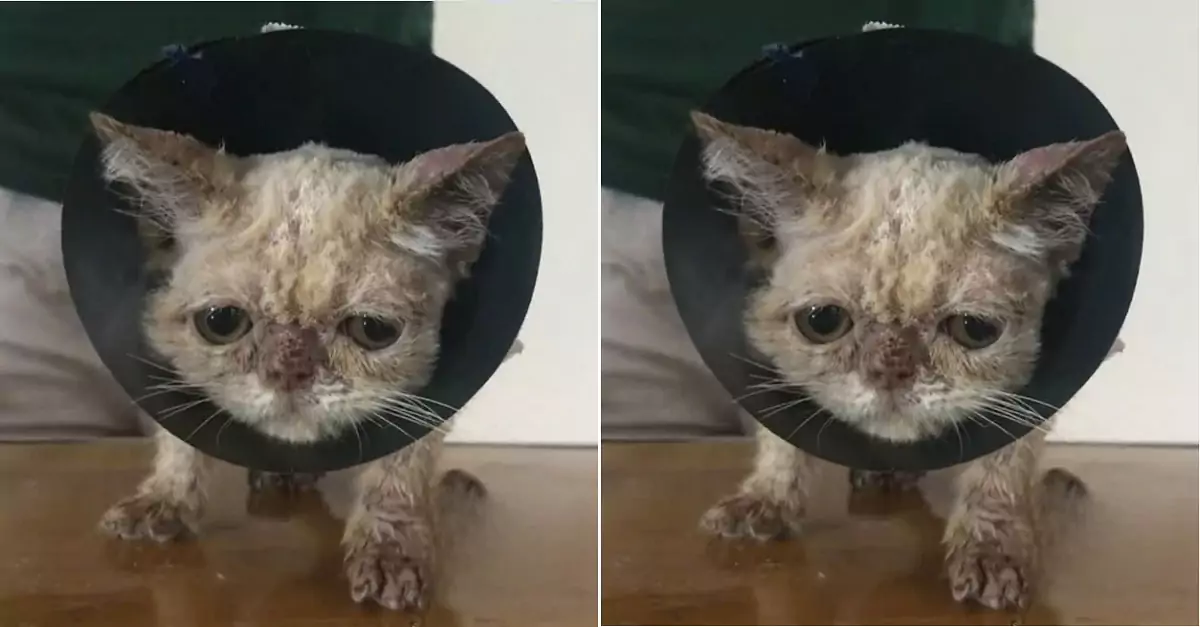Will you scorn me because I am an ugly and dirty cat?