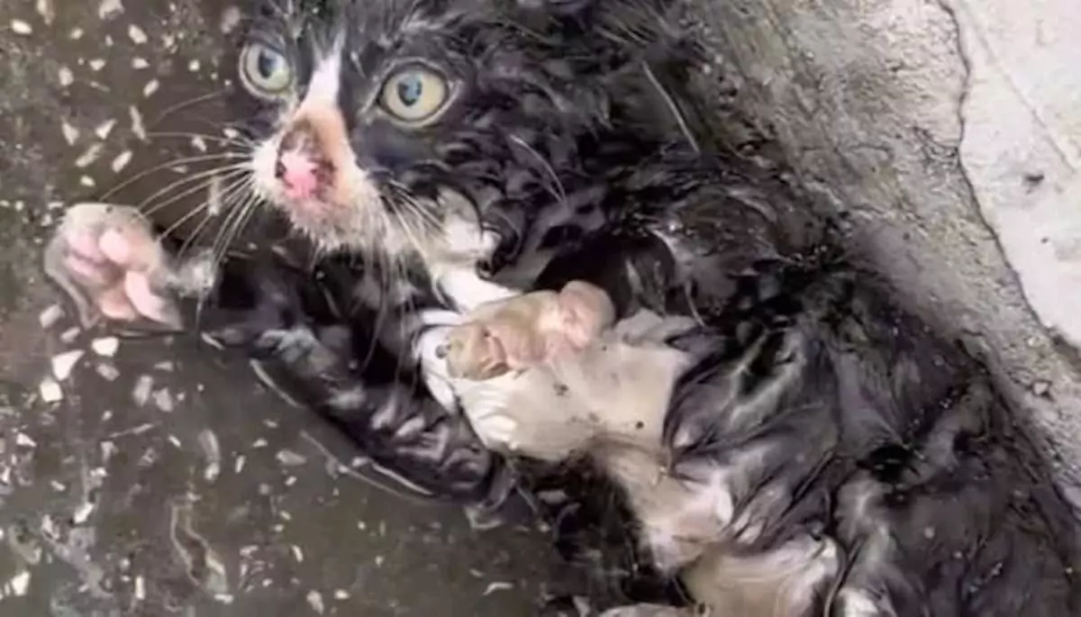 It’s heartbreaking: the lonely stray cat in the freezing rain desperately needs a home