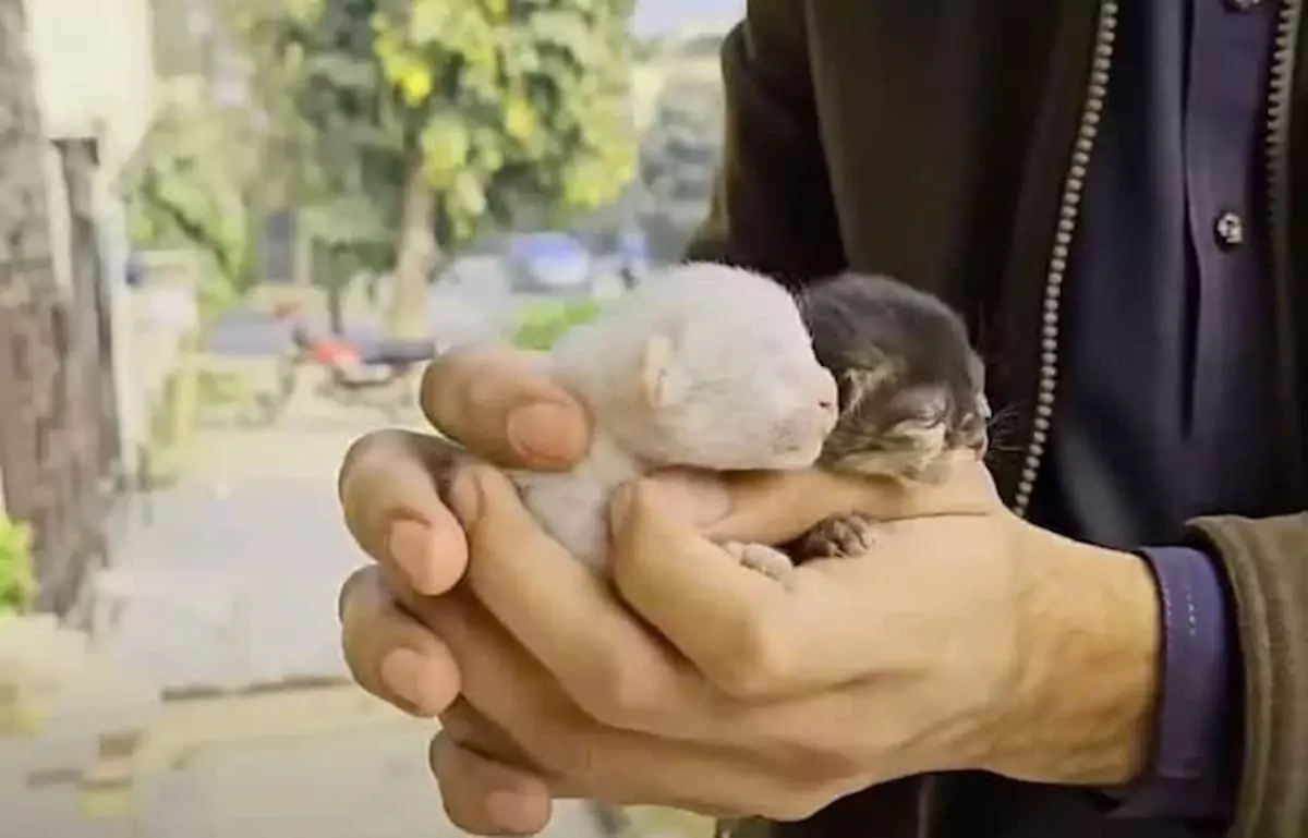 Seeking assistance, the mother cat brought her kittens to the homes of residents