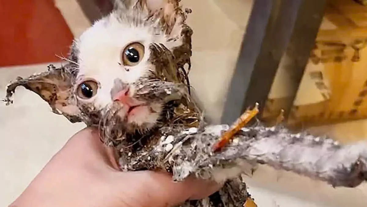 The poor kitten was stuck in the junkyard because its fur was covered in glue