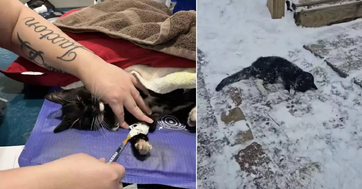 The paralyzed cat dragged itself along the sidewalk, hoping someone would notice it