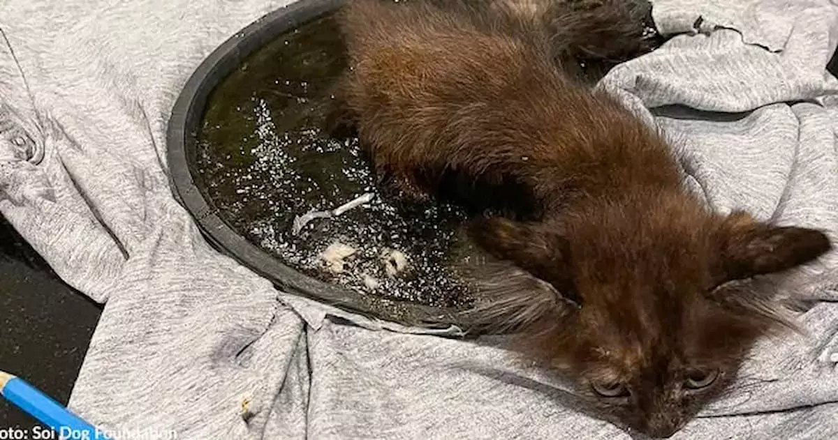 The kitten was rescued from a terrible glue mess, and no one thought its fur could be saved