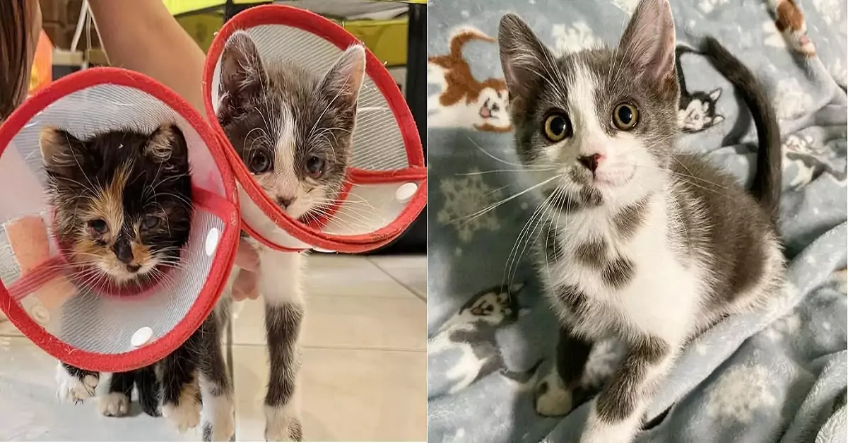 The two sister cats were lucky to be rescued from the apartment fire; fortune was on their side