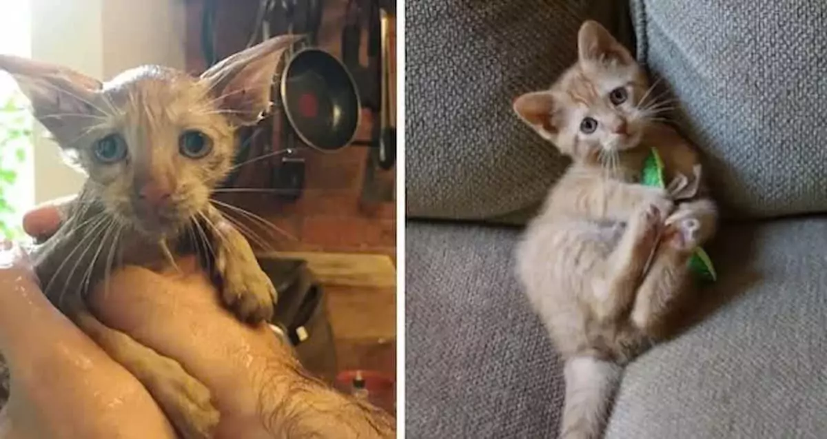 The woman rescued the cat from the drain and nurtured it into an affectionate feline
