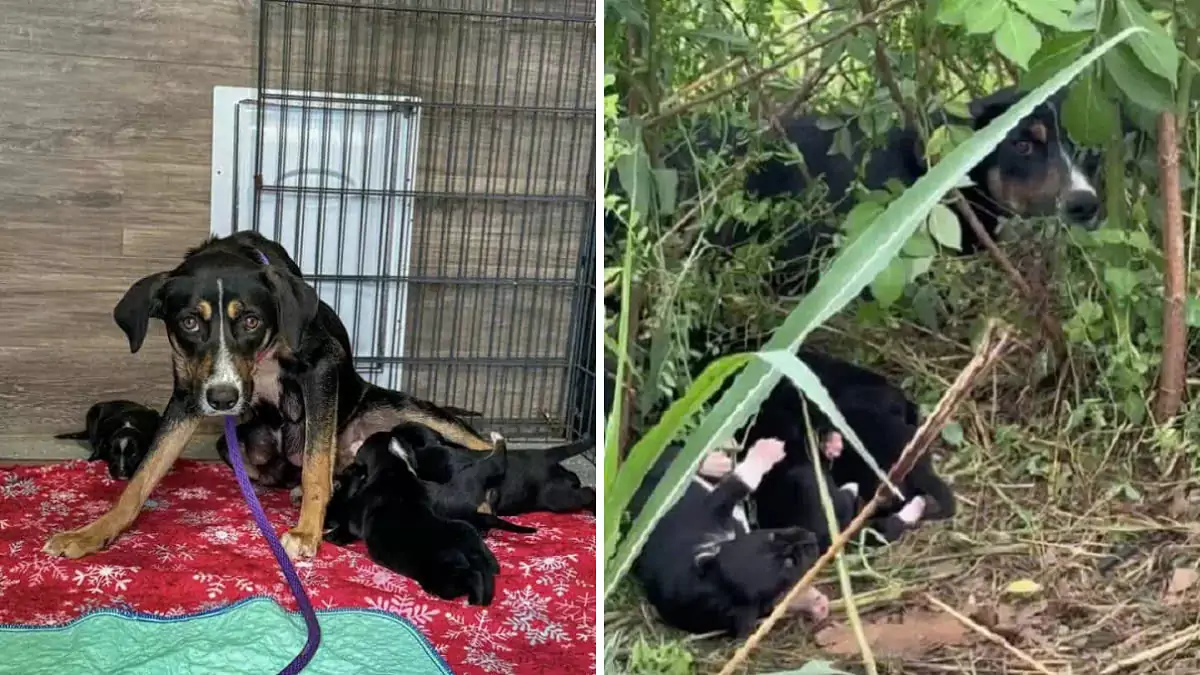 The mother dog and her puppies were rescued from a dangerous roadside area