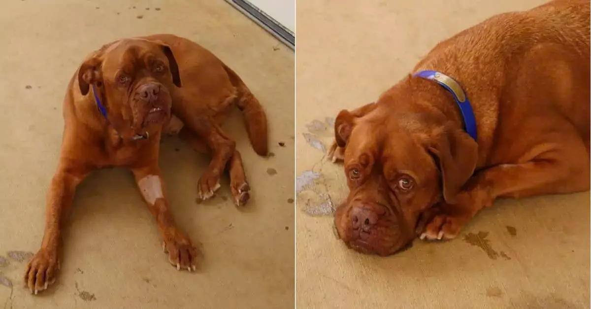 Shelter staff were outraged after a beloved dog was abandoned by its family after seven years