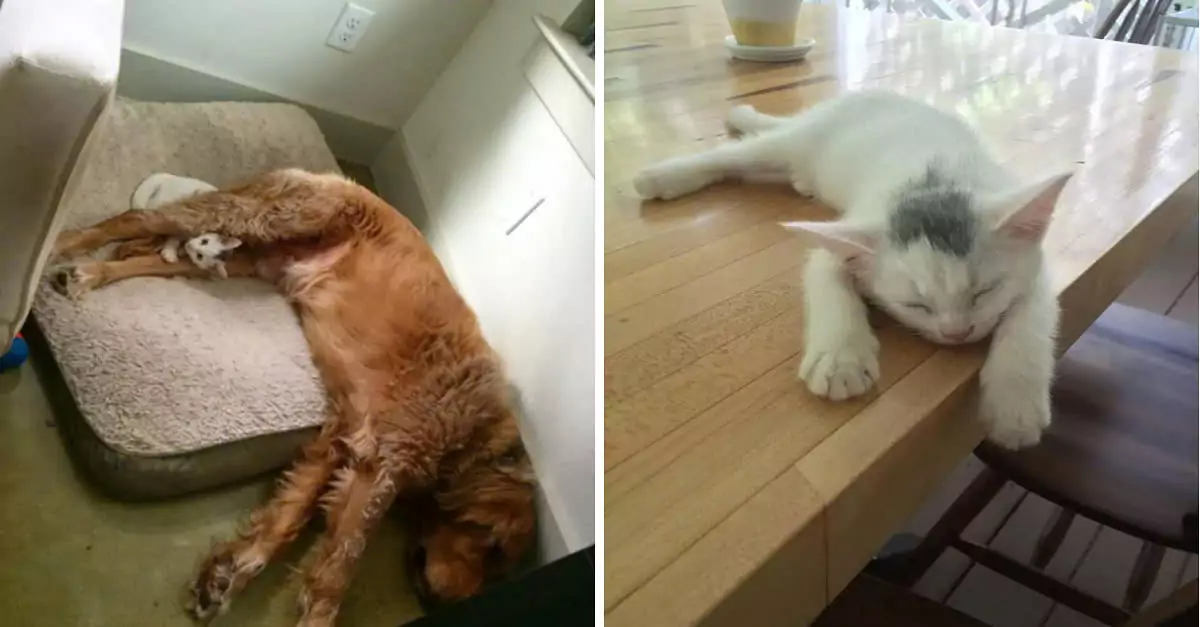 Heartwarming tale: Rescued dog adopts stray kitten, forming an unbreakable bond
