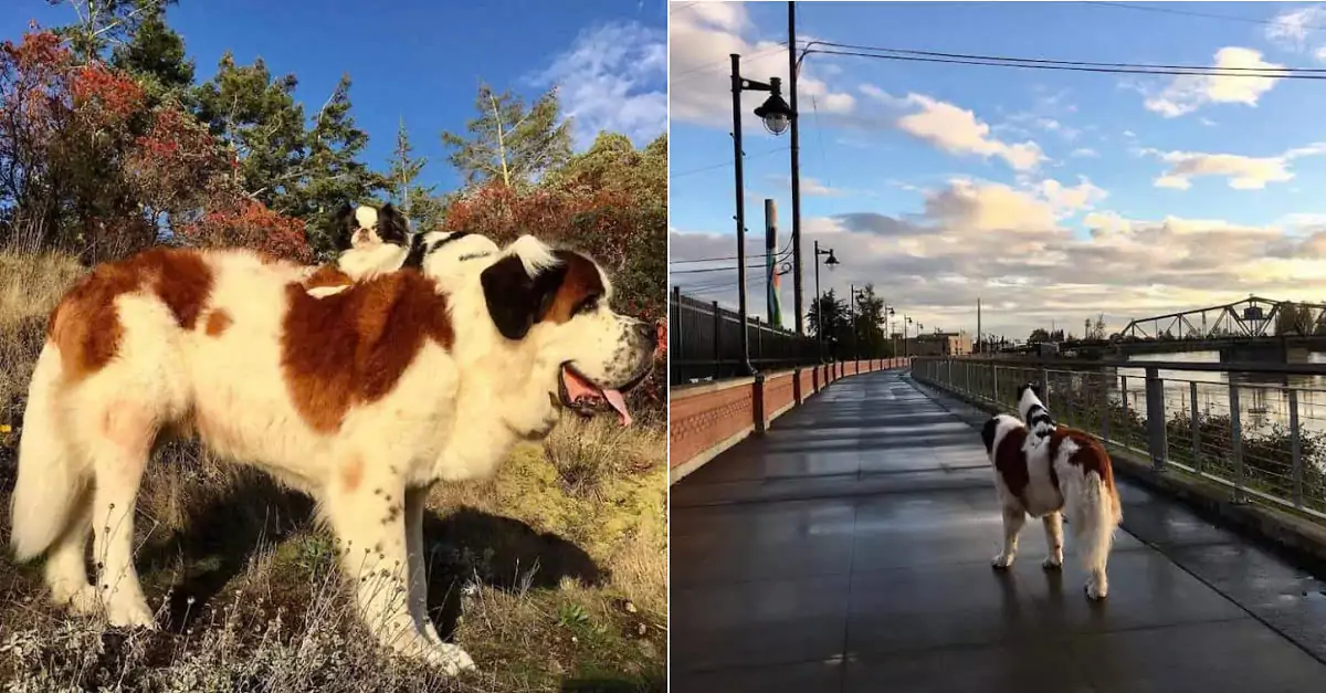 Heartwarming story: Big dog carries little dog everywhere