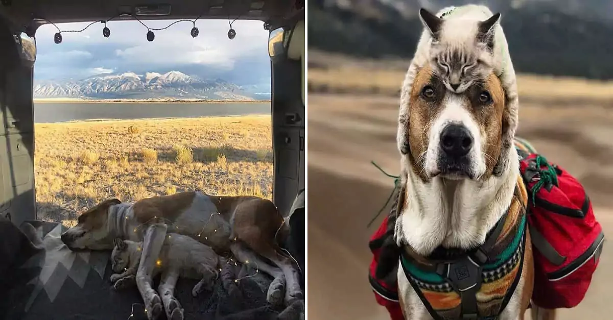 An adorable duo: Meet Henry the dog and Baloo the cat, the perfect pair!