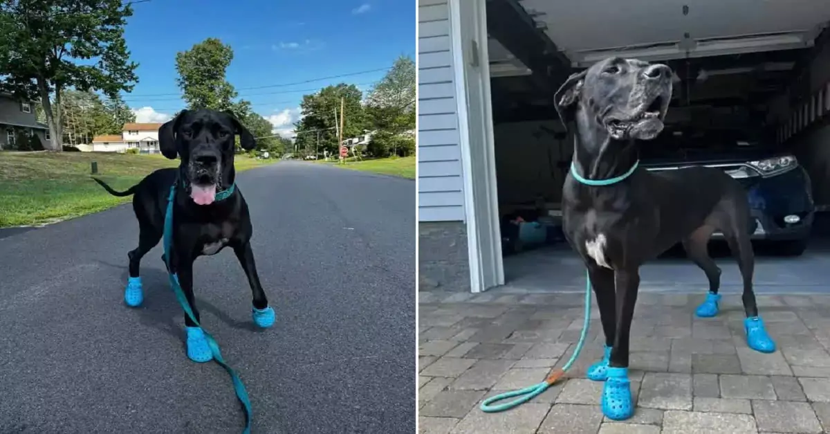 Introducing Hooch: This fashionable dog loves his Crocs!