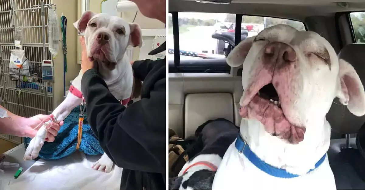 Heartwarming story: Brave Pit Bull saves his adoptive mom from a rattlesnake!