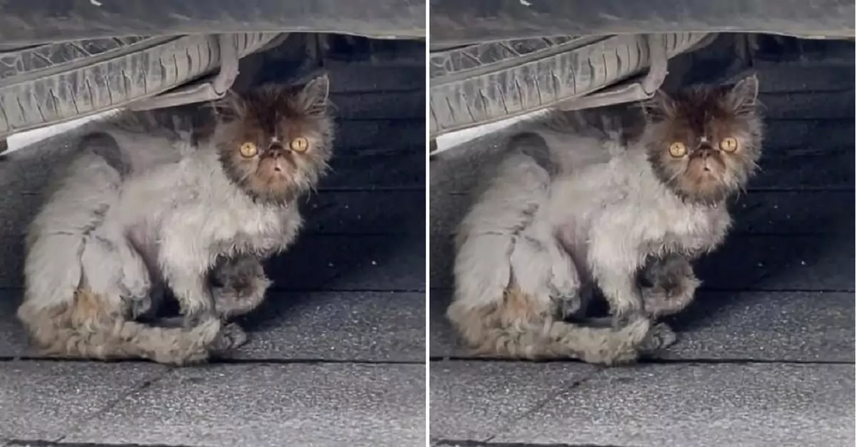 Found a frightened stray cat hiding under a car, scared of everything around it
