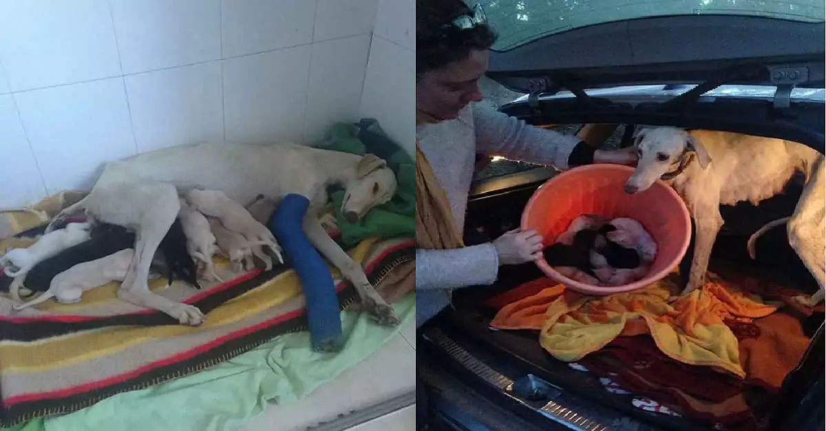 The injured stray dog led rescuers to its hidden litter of puppies