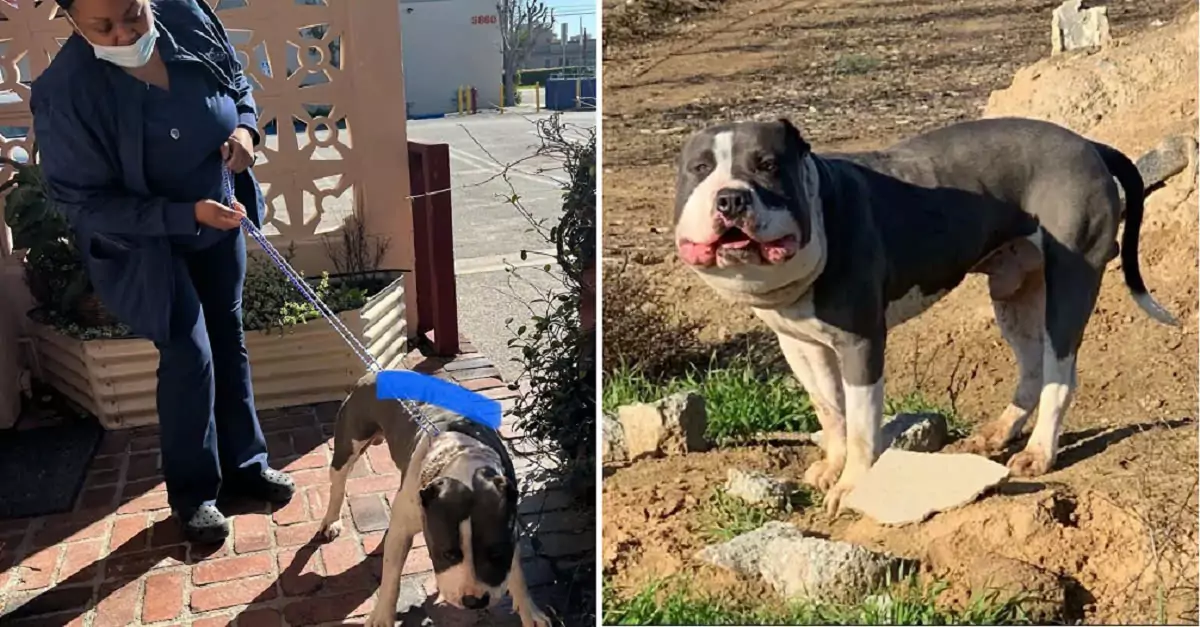 The rescuer saved a chubby-faced dog, only then realizing something was wrong with it