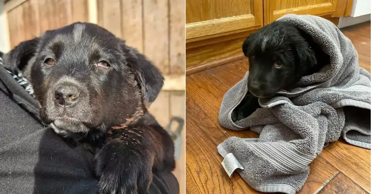 The California woman stumbled upon a mysterious dog in her yard, only to later uncover its surprising true identity