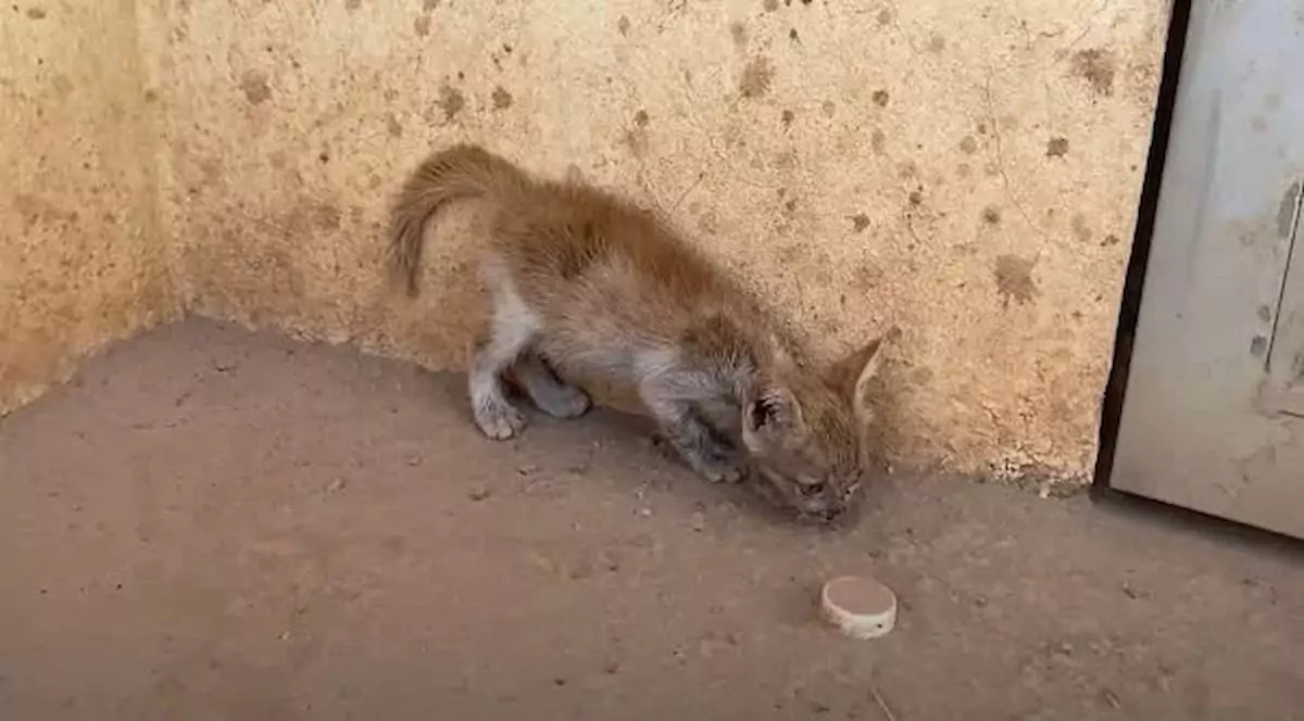 The kitten cried for help, terrified. What had happened to it?