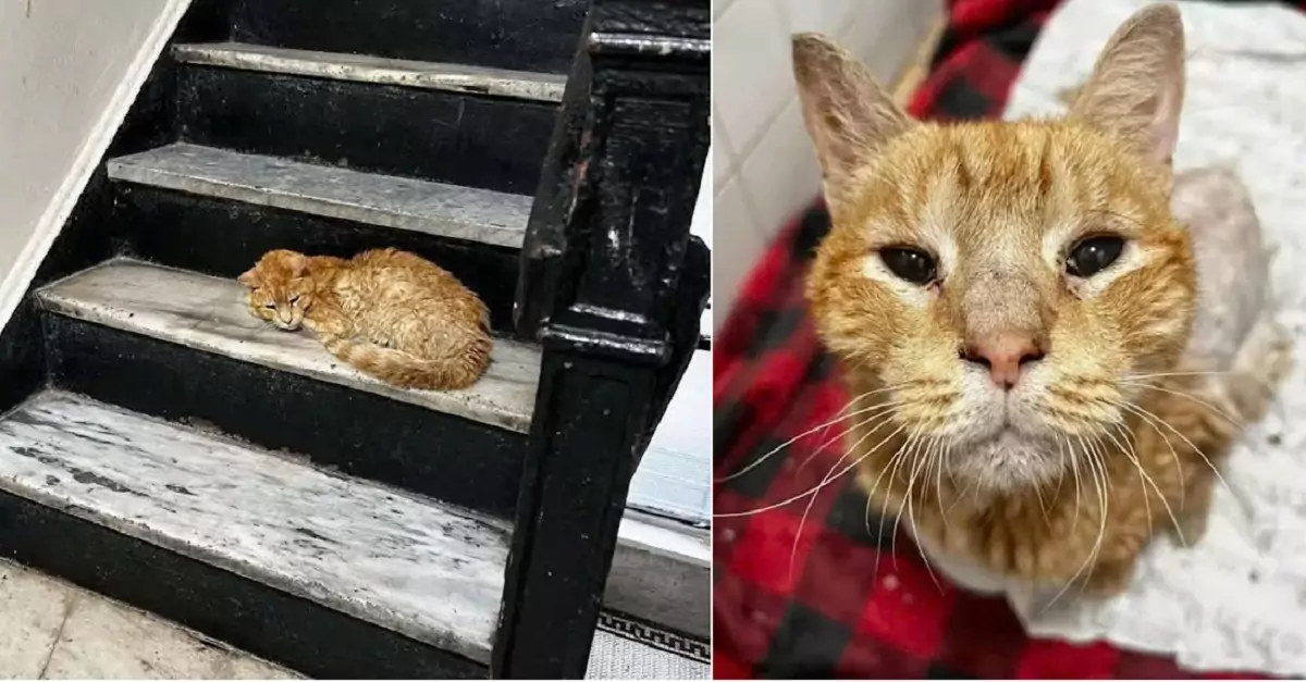 The stray cat had no home to return to, only knowing the space beneath the stairs as its shelter. Luckily, it received help from a kind person