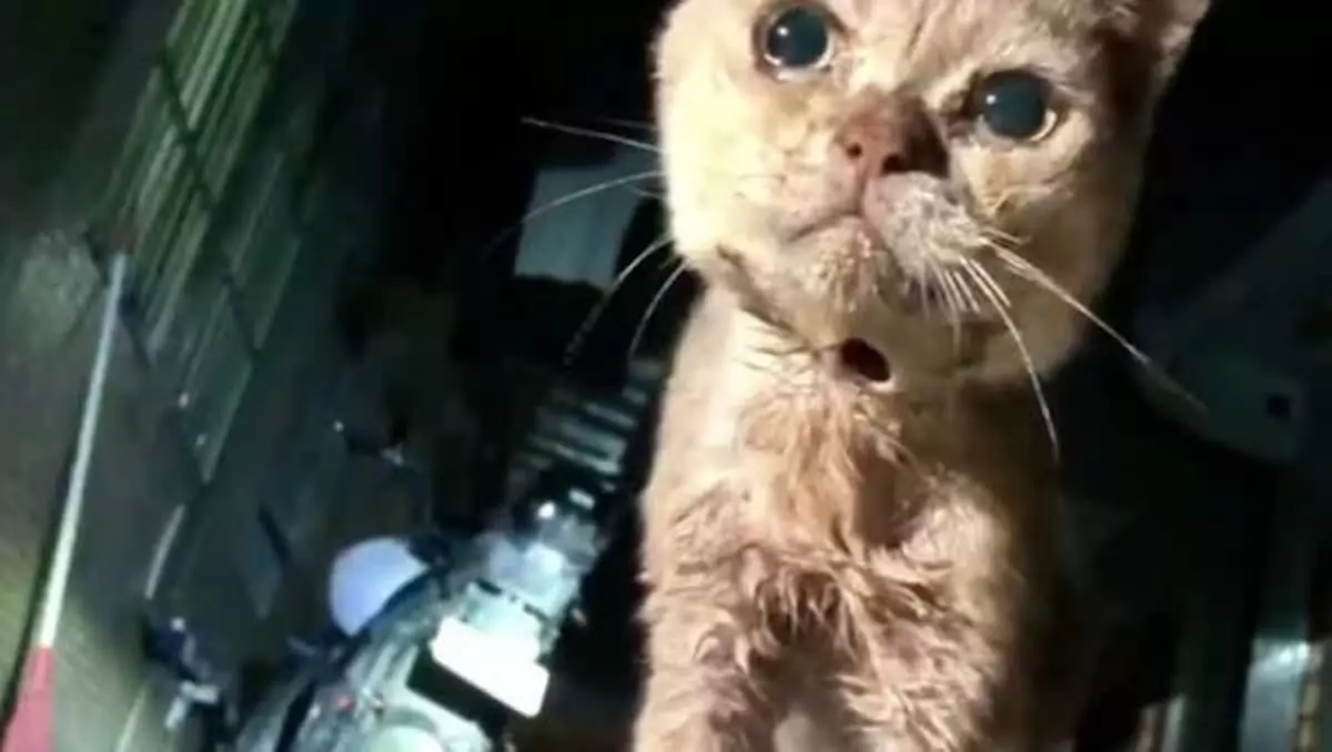 The cat was beaten and lay on the side of the road, crying out for help