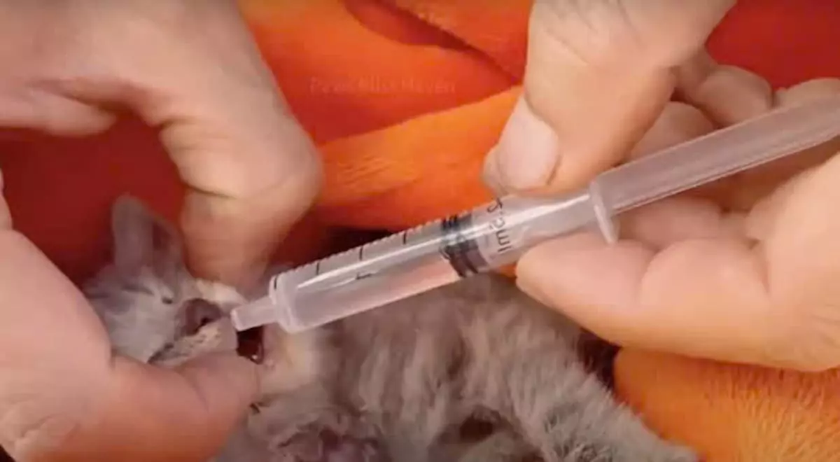 The cat lay motionless on the side of the road until a young man came to help