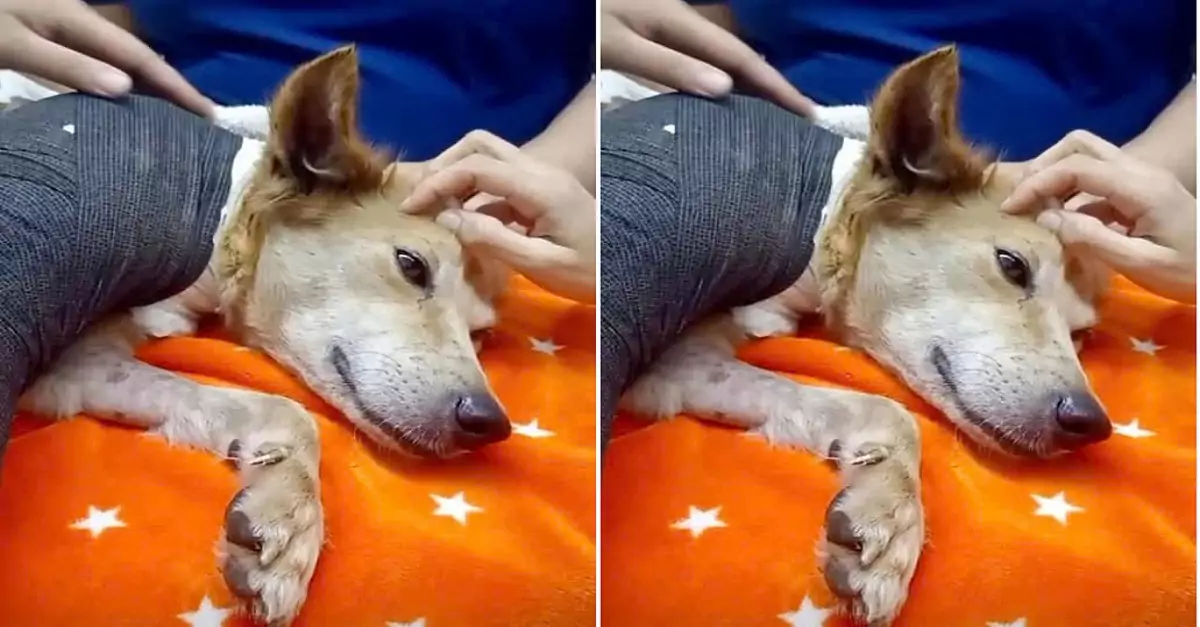 My dog is sick. Could you please pray for him?
