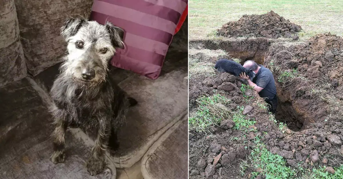 Unleashing Hope: The Rescue Team’s Unforgettable Triumph Over a Trapped Dog – A Heartwarming Tale of Compassion!
