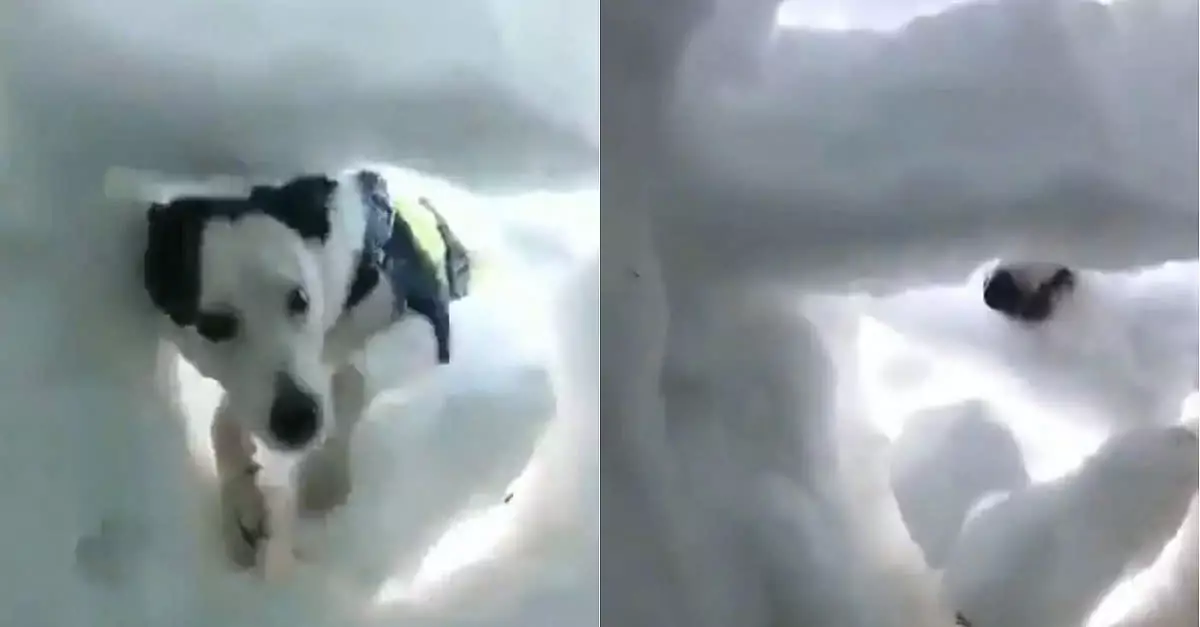 Heroic Rescue Dog Saves Man Buried in Snow – Unbelievable Footage!