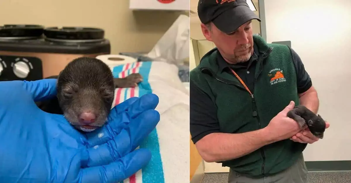 A Heartwarming Story: Dog Rescues Orphaned Bear Cub During a Walk