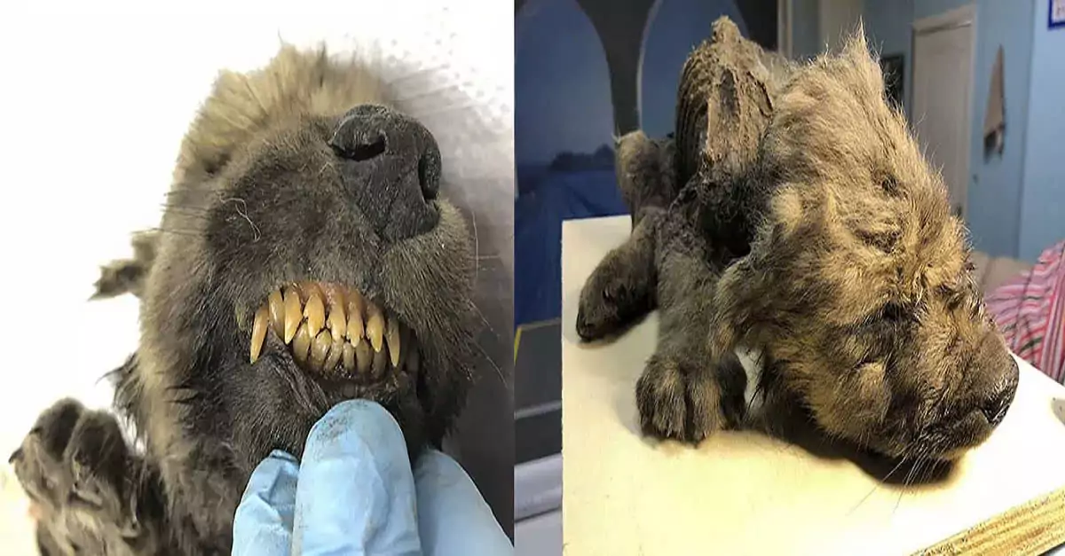 Frozen in Time: A Fascinating Discovery of Dogor, a Prehistoric Puppy
