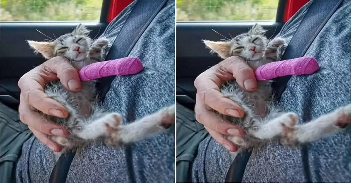 The kitten with a broken leg and injuries all over its body was lucky to be rescued by a kind person