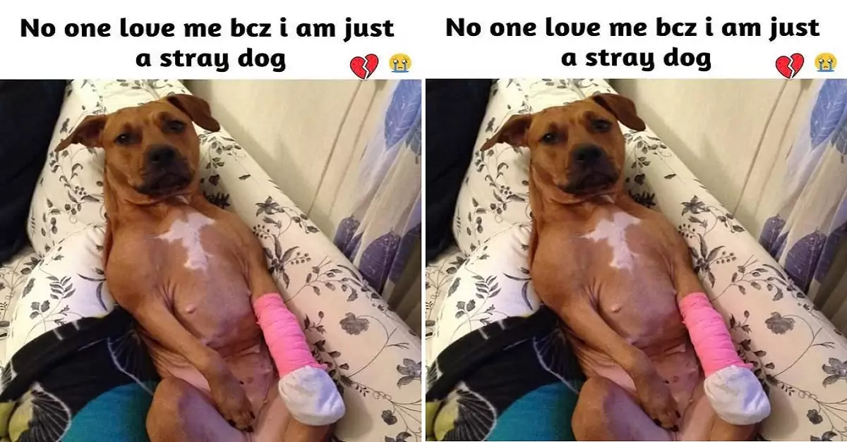 Nobody loves me because I’m just a stray dog