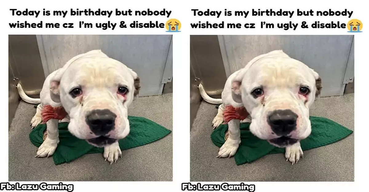 Today is my birthday, but I haven’t received any wishes because I’m blind and ugly