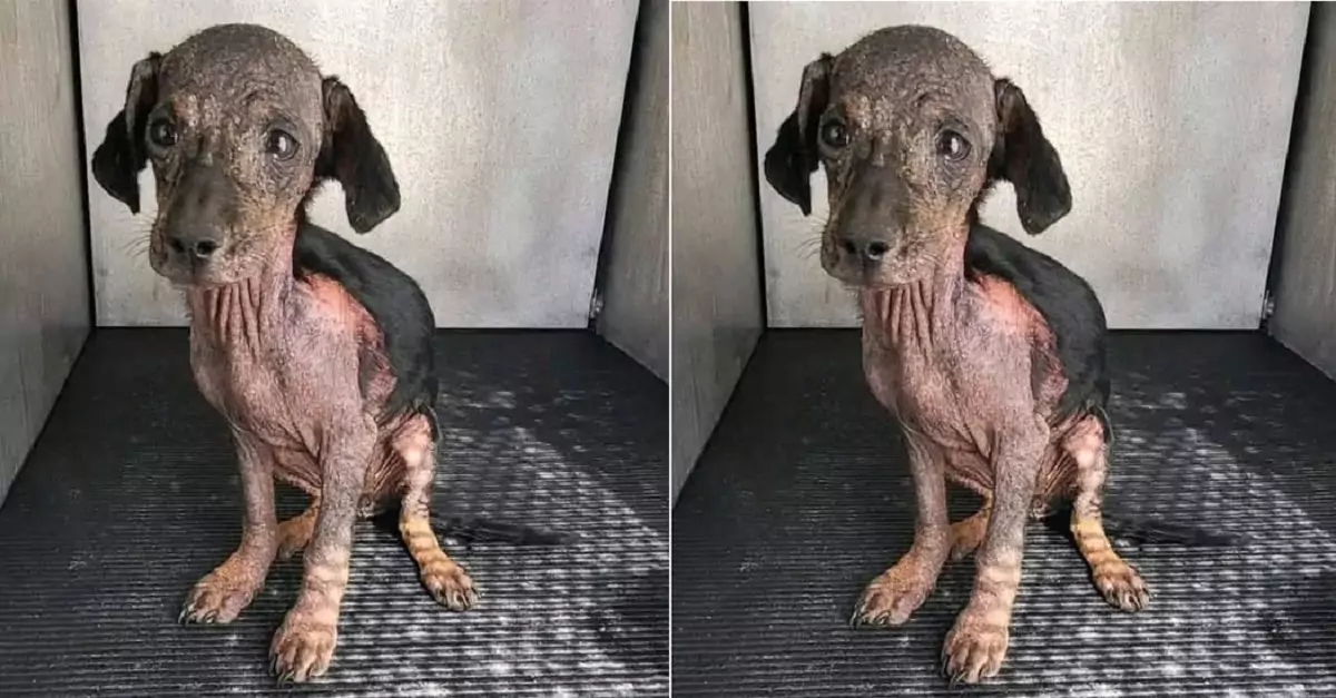 The sad gaze of the dog in the shelter, who has been there for a long time without anyone adopting him, yearns for a real home