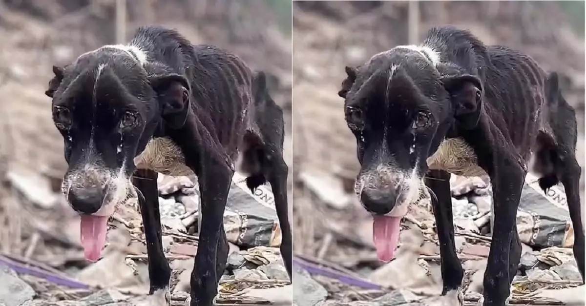 The skinny, sick stray dog, abandoned on the construction site, was desperately seeking help from passersby